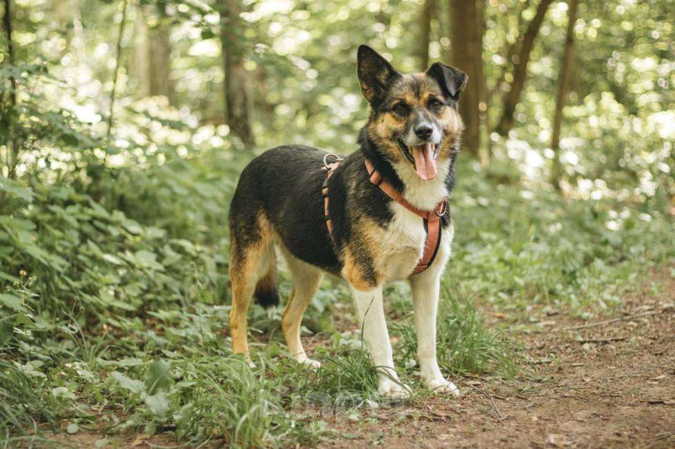 Собаки в Москве: Сью ищет дом Девочка, Бесплатно - фото 2