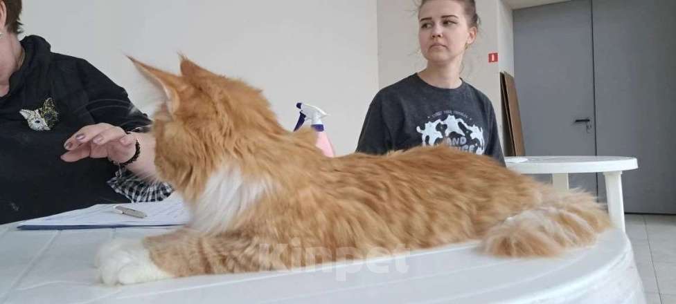 Кошки в Ржеве: Мальчик мейкун ♥️ Мальчик, Бесплатно - фото 3