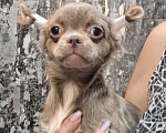 Собаки в Ярославле: Чихуахуа девочка дш Девочка, 35 000 руб. - фото 1