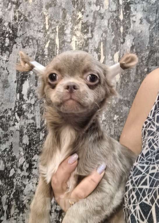 Собаки в Ярославле: Чихуахуа девочка дш Девочка, 35 000 руб. - фото 1