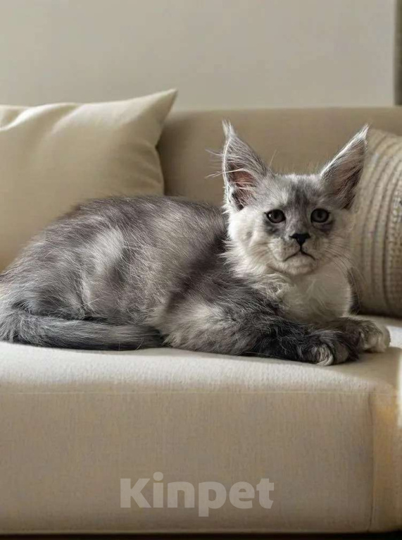 Кошки в Москве: Пушистый ангел для вашего новогоднего настроения Девочка, 100 000 руб. - фото 10