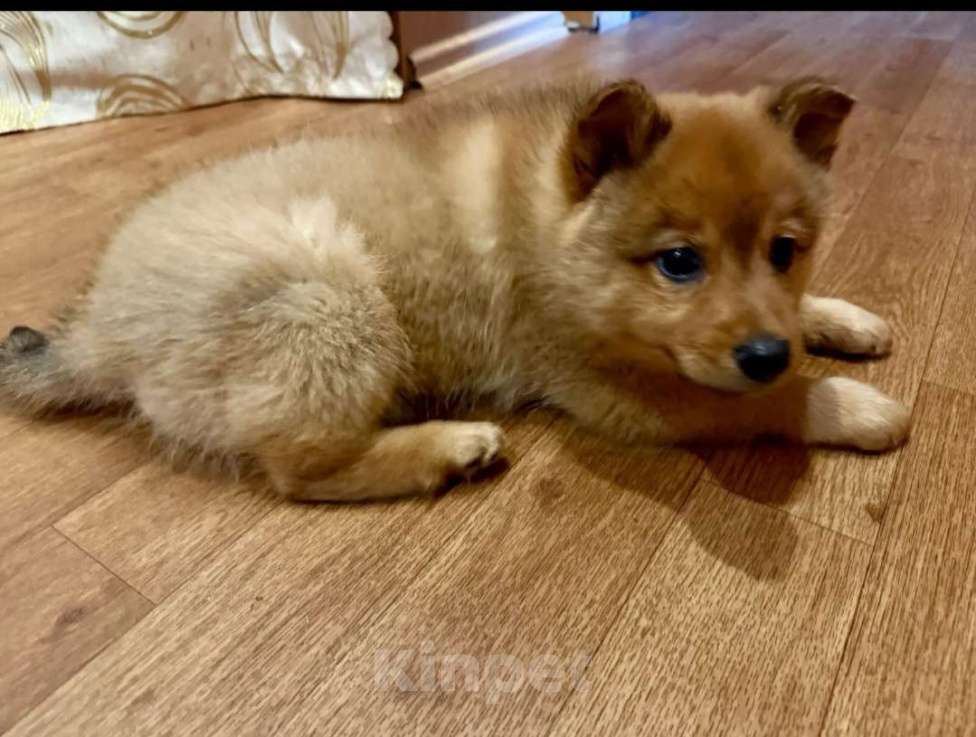 Собаки в других городах Тверской области: продам щенка Мальчик, 23 000 руб. - фото 1