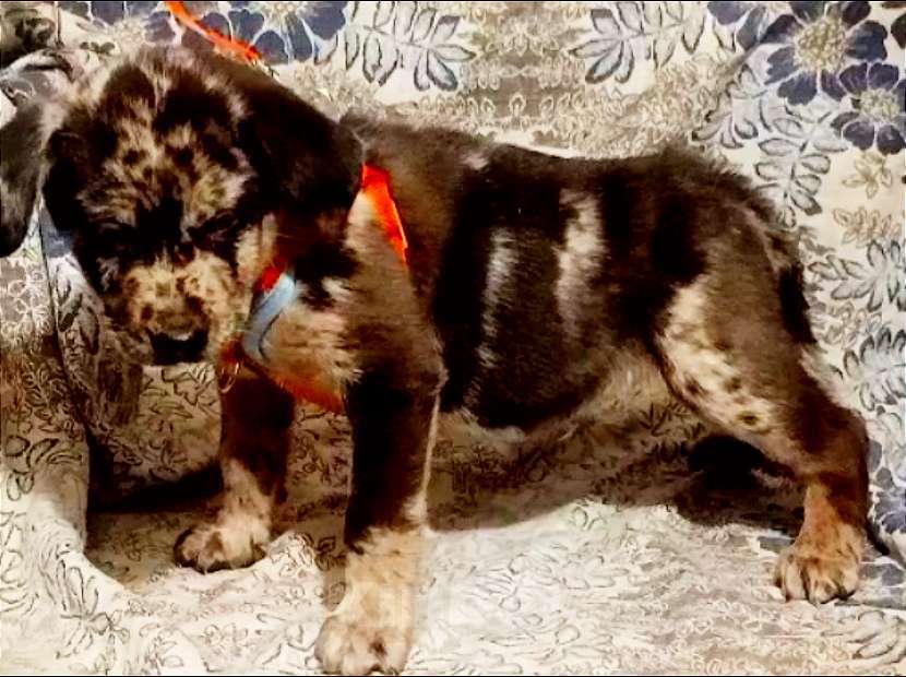 Собаки в Москве: Щенок Бордер-колли мальчик мраморный Мальчик, 20 000 руб. - фото 2