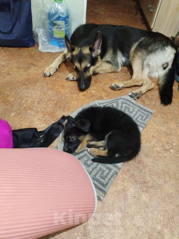 Собаки в других городах Калужской области: Щенок немецкой овчарки мальчик Мальчик, 40 000 руб. - фото 7