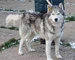 Собаки в Москве: Сибиряк Бриз ищет дом и своих людей. Мальчик, Бесплатно - фото 8