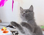 Кошки в Москве: Фаня ищет семью! Девочка, Бесплатно - фото 4