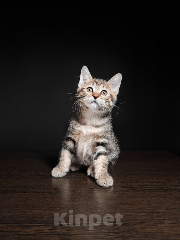 Кошки в Москве: Котята курильского бобтейла короткошерстные  Мальчик, Бесплатно - фото 3