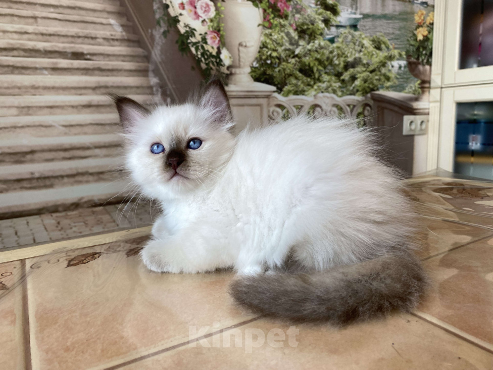 Кошки в Москве: Котенок Патрик МАРИТАНА КЭТ Мальчик, Бесплатно - фото 6