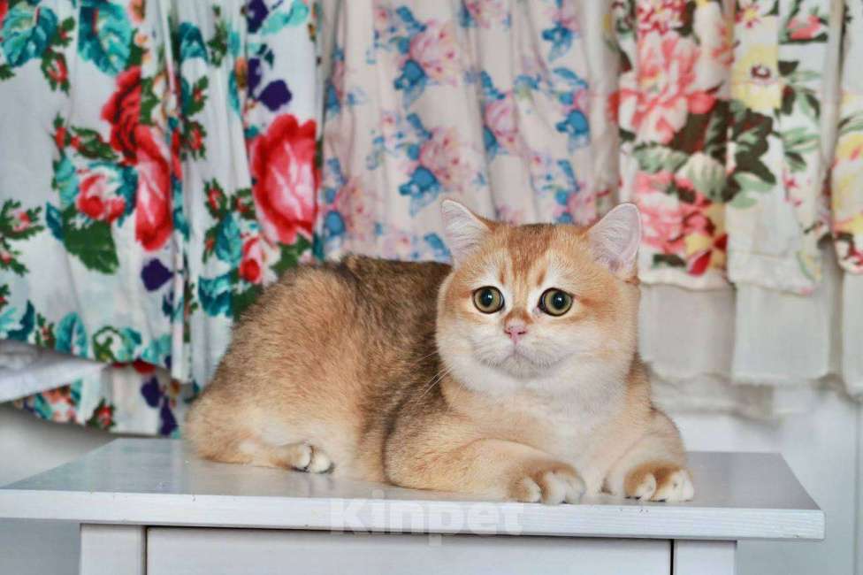 Кошки в Москве: Британский мальчик Равиоли Мальчик, 55 000 руб. - фото 4