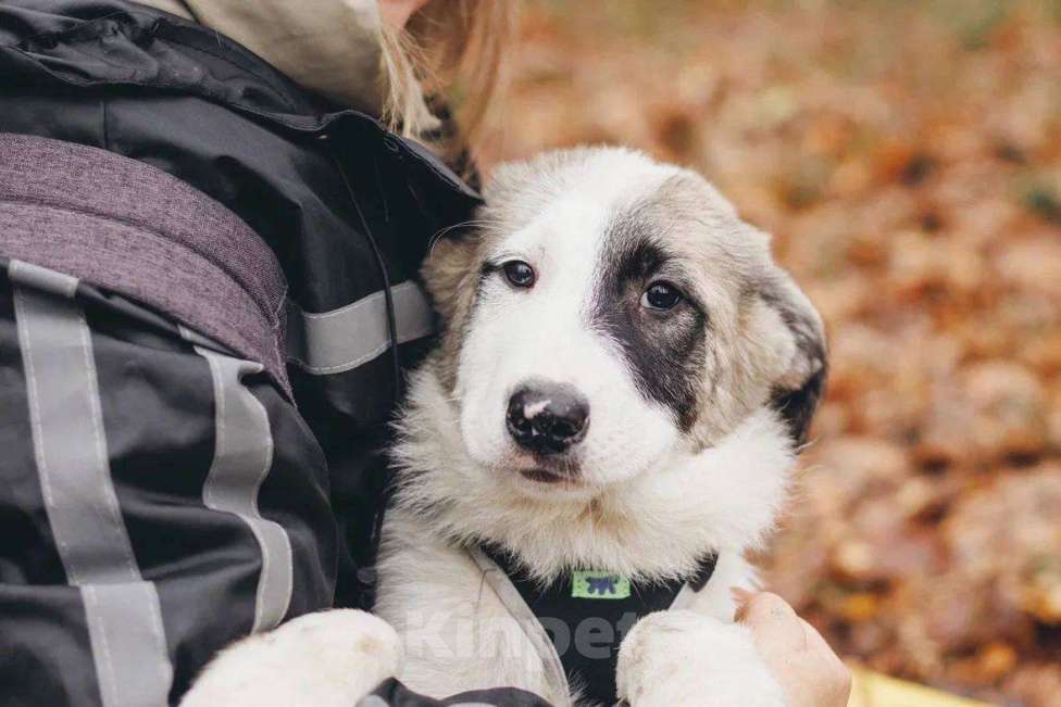 Собаки в Москве: Хега - мальчик, 2 месяца, ищет дом Мальчик, Бесплатно - фото 5