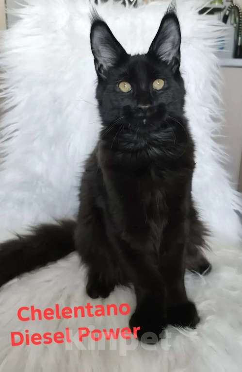 Кошки в Санкт-Петербурге: Chelentano Diesel Power Мальчик, 120 000 руб. - фото 4