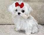 Собаки в Москве: мальтезе мини девочка Девочка, 150 000 руб. - фото 2