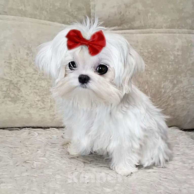 Собаки в Москве: мальтезе мини девочка Девочка, 150 000 руб. - фото 2