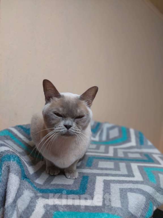 Кошки в Челябинске: Алиса Девочка, 40 000 руб. - фото 4