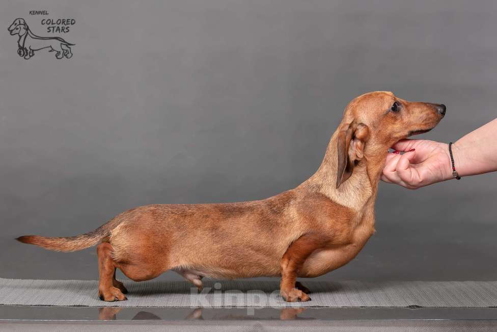 Собаки в Королеве: Миниатюрные мальчики в прекрасном экстерьере.  Мальчик, 55 000 руб. - фото 2