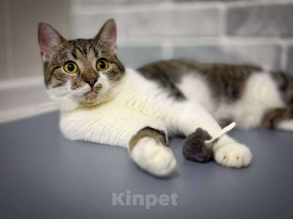 Кошки в Санкт-Петербурге: Ласковый котик Тима Мальчик, Бесплатно - фото 2