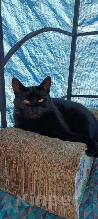 Кошки в Москве: Кошечка Ася Девочка, Бесплатно - фото 4