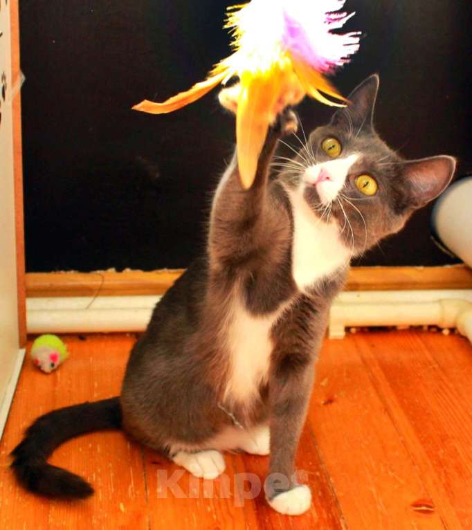 Кошки в Калуге: Тильда, кошка оптимистка в добрые руки. Девочка, Бесплатно - фото 5