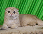 Кошки в Клине: Вислоухий рыжий котик Мальчик, 15 000 руб. - фото 2