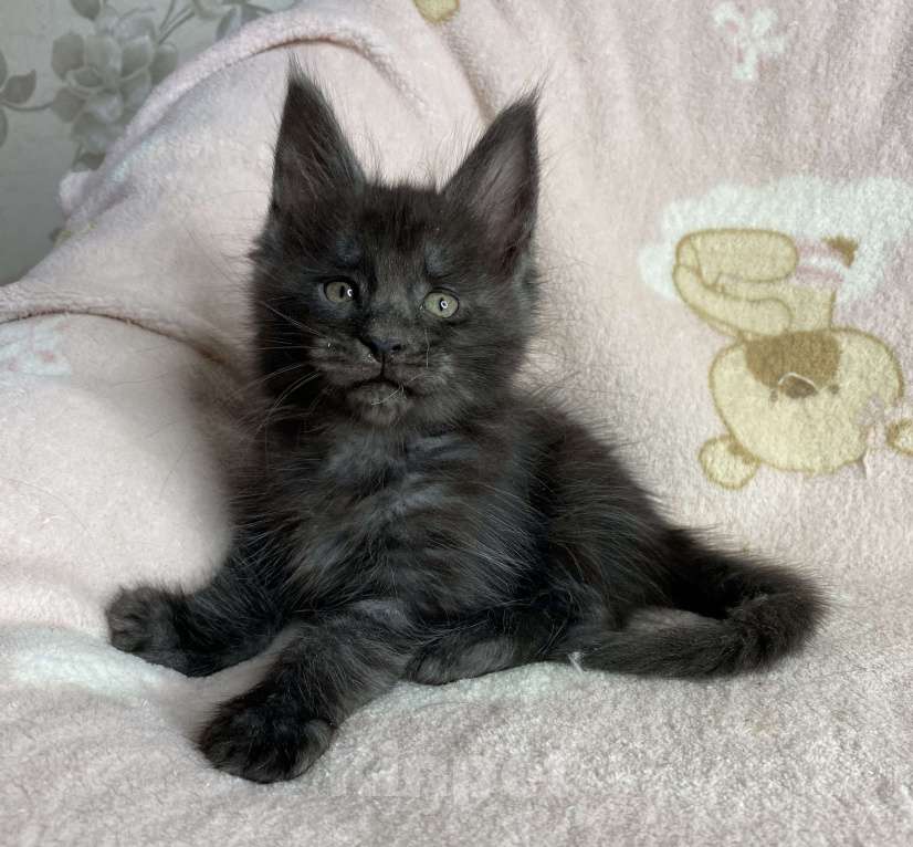 Кошки в Дмитрове: Черный дымчатый мальчик Yaromir Мальчик, 50 000 руб. - фото 4