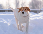 Собаки в Москве: Белый щенок Дин от папы-алабая ищет дом Мальчик, Бесплатно - фото 8