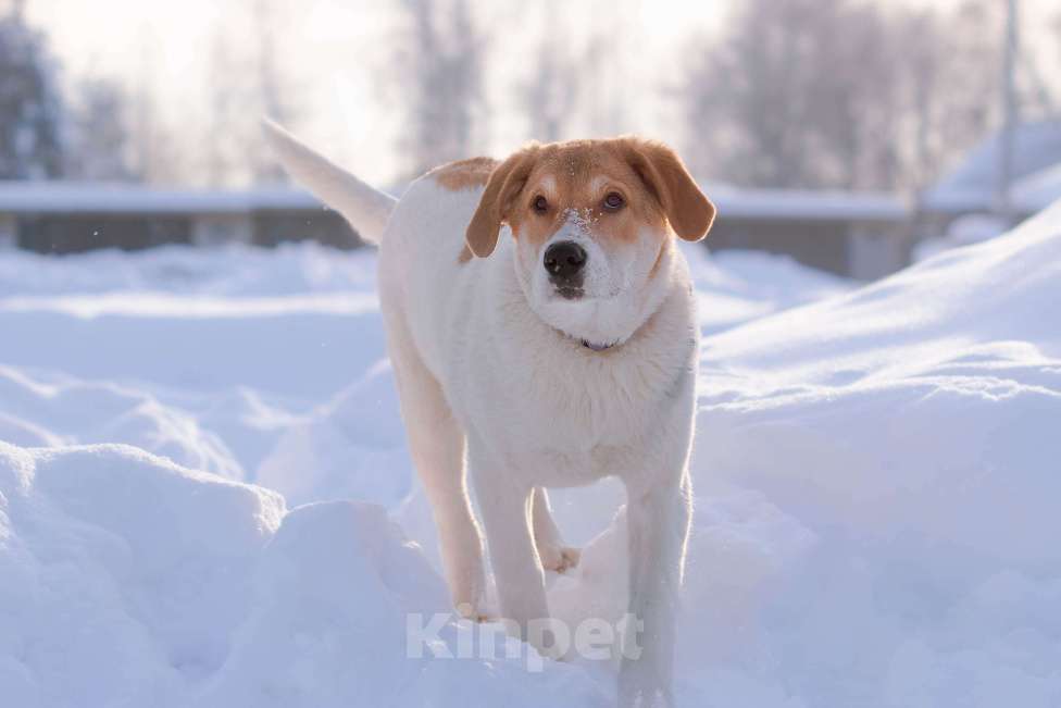 Собаки в Москве: Белый щенок Дин от папы-алабая ищет дом Мальчик, Бесплатно - фото 8