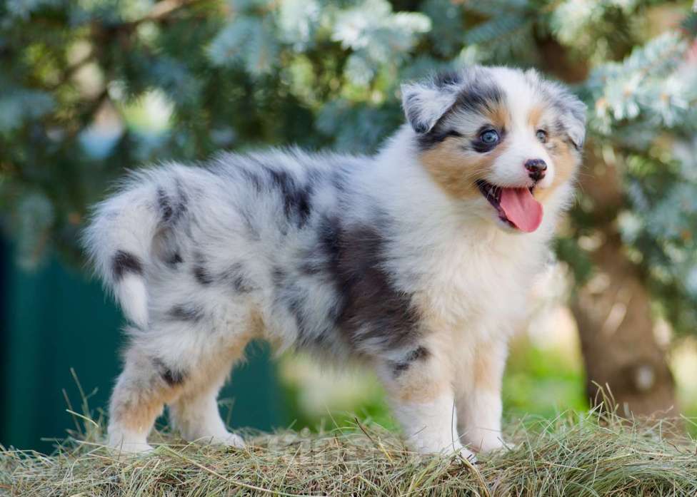 Собаки в Пушкино: Щенки австралийской овчарки  Девочка, 120 000 руб. - фото 4