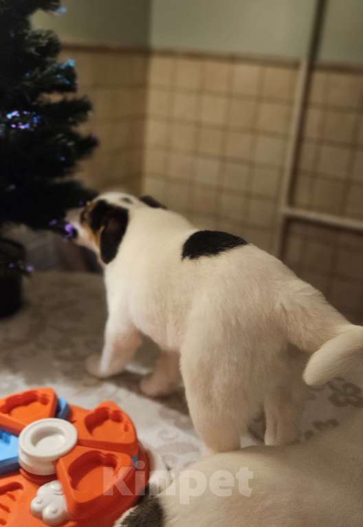 Собаки в Москве: Маленькая путешественница Девочка, Бесплатно - фото 5