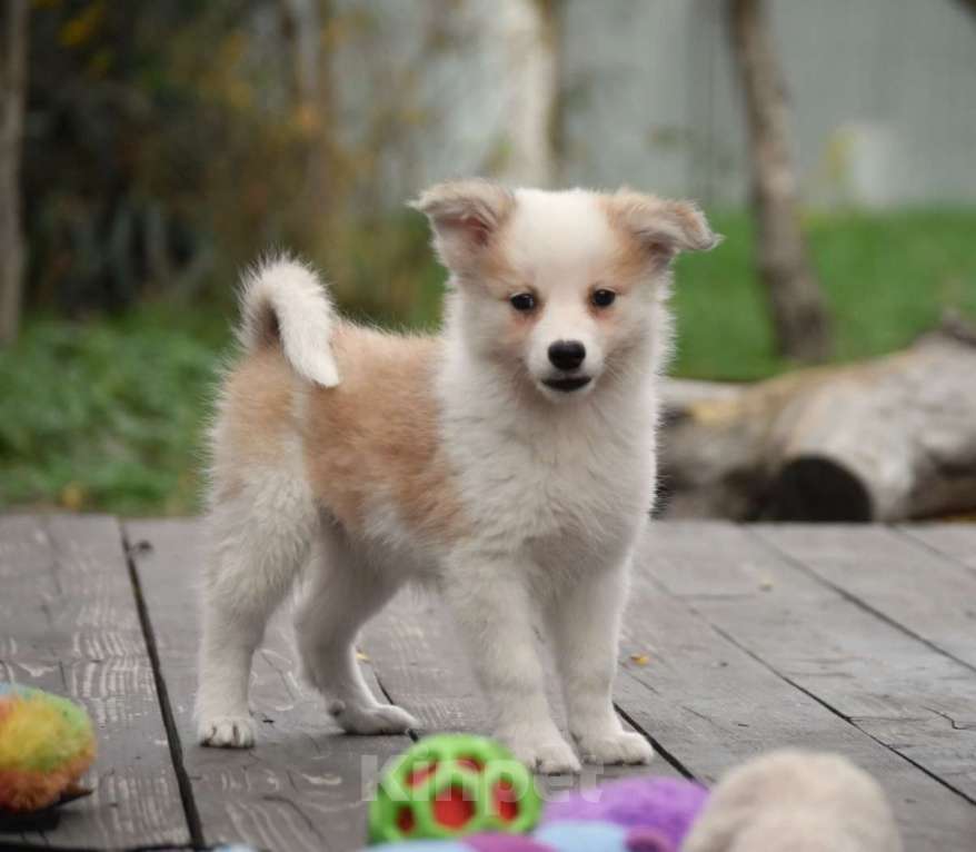 Собаки в Москве: Ненецкая оленегонная лайка, сука Женева. Девочка, 60 000 руб. - фото 1