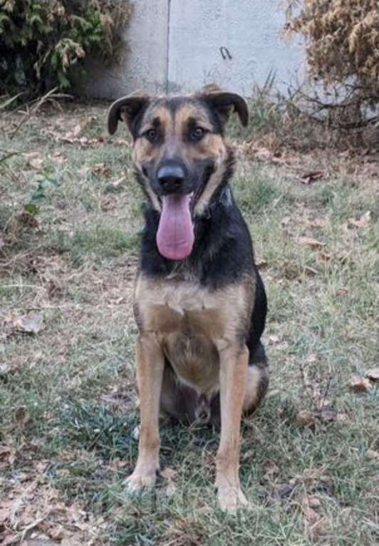 Собаки в Санкт-Петербурге: Хулиган Мальчик, 77 руб. - фото 5