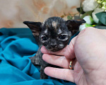Кошки в Горячем Ключе: Котенок Девон Рекс в окрасе черная черепаха Девочка, 70 000 руб. - фото 5