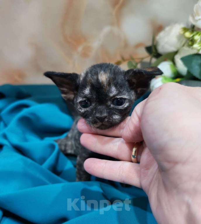 Кошки в Горячем Ключе: Котенок Девон Рекс в окрасе черная черепаха Девочка, 70 000 руб. - фото 5