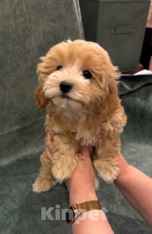 Собаки в Москве: щенки Мальтипу Девочка, Бесплатно - фото 2