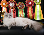Кошки в Москве: Сибирский кот юниор Мальчик, 50 000 руб. - фото 2