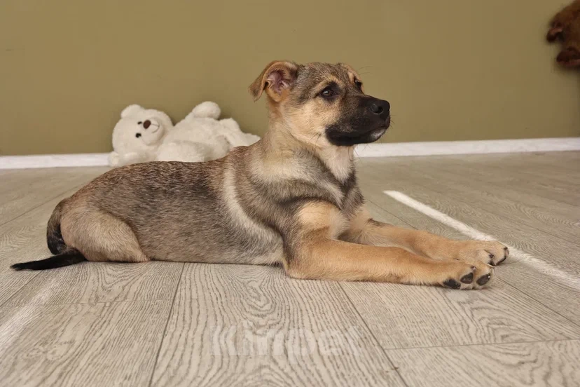 Собаки в Москве: Мальчик Ковбой ищет семью Мальчик, Бесплатно - фото 4