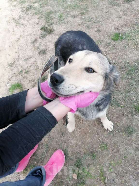 Собаки в Москве: Виччи почти вырос а дома все еще нет Мальчик, Бесплатно - фото 4