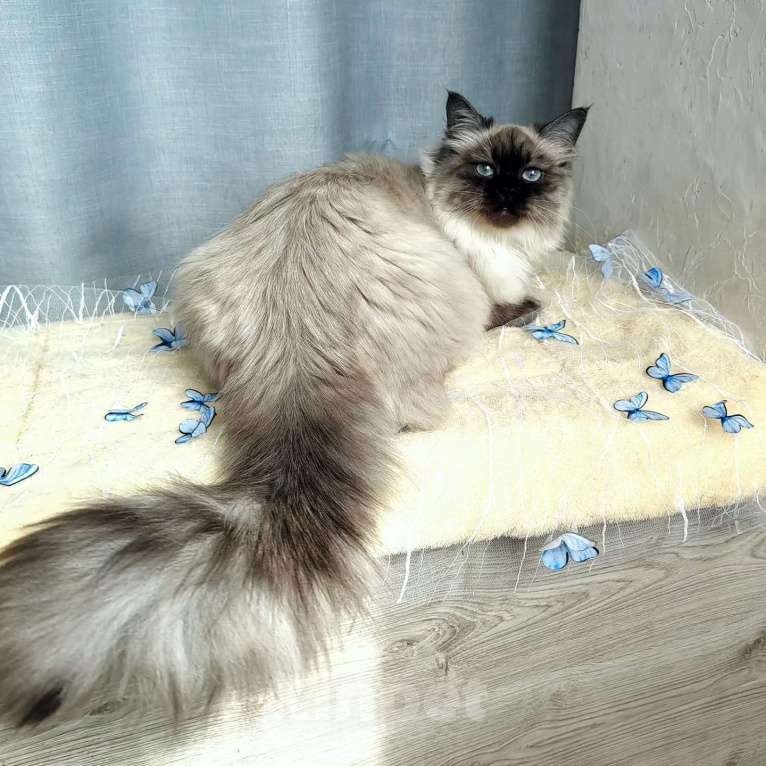 Кошки в Москве: Девочка Настасья.  Девочка, 25 000 руб. - фото 2