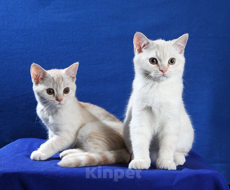 Кошки в Москве: Британский котенок мальчик Мальчик, 10 000 руб. - фото 3