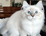 Кошки в Санкт-Петербурге: Лола Невская Радость Девочка, 65 000 руб. - фото 5