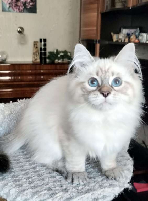 Кошки в Санкт-Петербурге: Лола Невская Радость Девочка, 65 000 руб. - фото 5