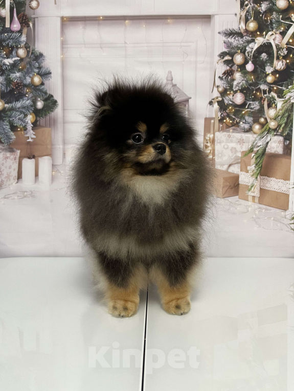 Собаки в Москве: Мальчик пом.шпица Мальчик, Бесплатно - фото 2