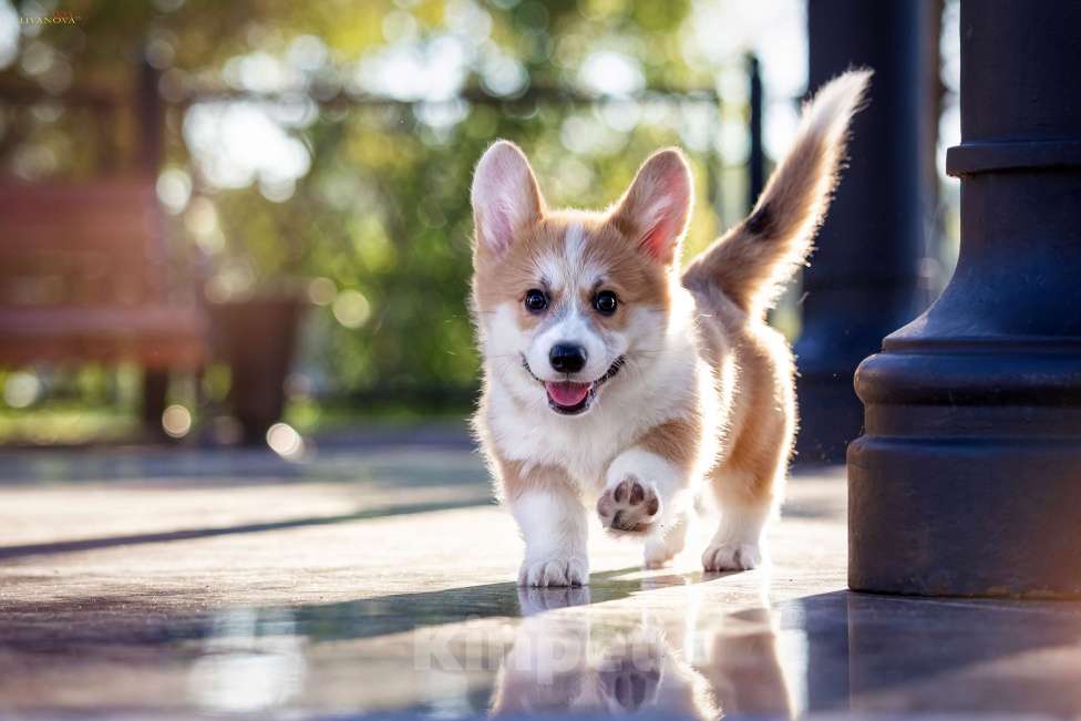 Собаки в Рыбинске: Продаю щенка вельш корги пемброк Девочка, Бесплатно - фото 6