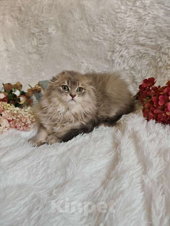 Кошки в Москве: Длинношерстный шотландский мальчик Мальчик, 65 000 руб. - фото 7