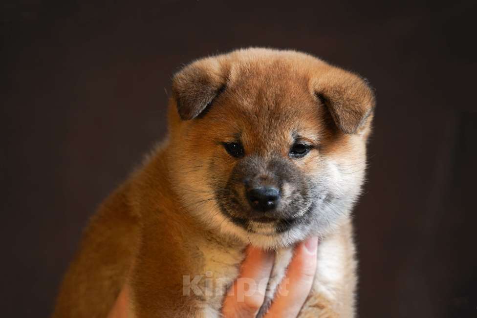Собаки в других городах Московской области: Мальчик сиба ину Мальчик, 90 000 руб. - фото 1