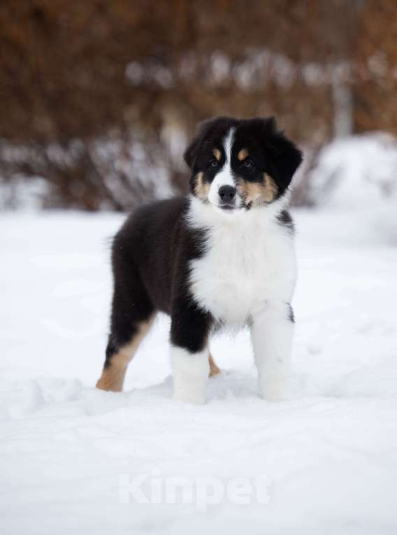 Собаки в Екатеринбурге: Девочка черный триколор  Девочка, Бесплатно - фото 2