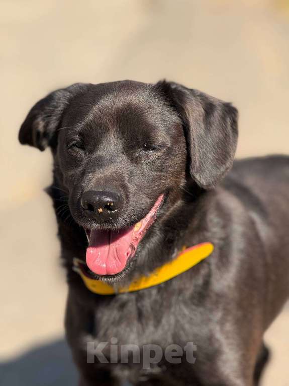 Собаки в Москве: Щенок Марио Мальчик, Бесплатно - фото 6