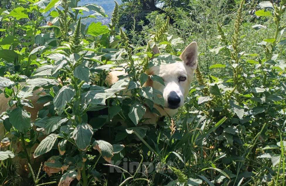 Собаки в других городах Краснодарского края: Метис Пхунсан по версии Яндекс в дар возможна доставка Мальчик, Бесплатно - фото 7