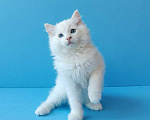Кошки в Пензе: Котёнок породы Рэгдолл - Boris Мальчик, 65 000 руб. - фото 1