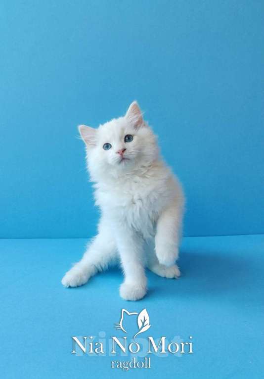Кошки в Пензе: Котёнок породы Рэгдолл - Boris Мальчик, 65 000 руб. - фото 1