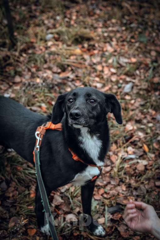 Собаки в Москве: Дэя Девочка, Бесплатно - фото 6